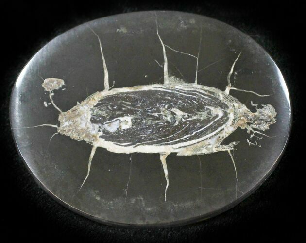 Polished Fish Coprolite (Fossil Poo) - Scotland #24531